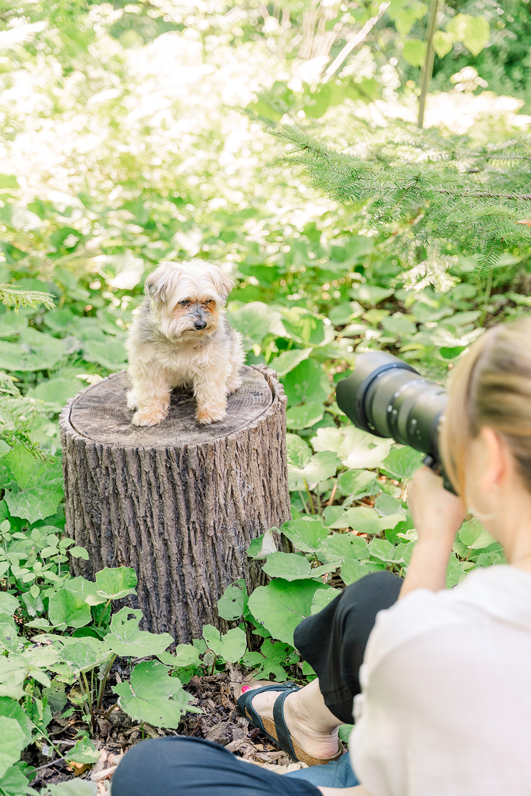 dog is perched on a tree stump with a camera pointed at it.